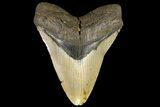 Fossil Megalodon Tooth - North Carolina #109781-1